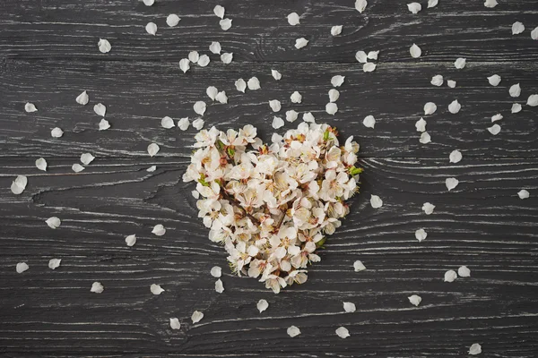 Aprikosenblüte in Herzform auf dunkelgrauem Holzgrund. Zeichen des Frühlings, Erwachen der Natur. — Stockfoto