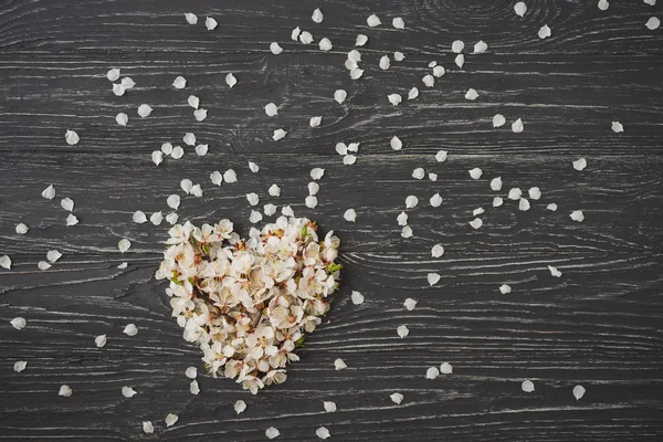 Aprikosenblüte in Herzform auf dunkelgrauem Holzgrund. Zeichen des Frühlings, Erwachen der Natur. — Stockfoto