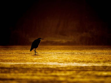 Gün batımında altın bir sulak alanda tek başına duran görkemli bir balıkçıl balığının dingin güzelliğini hisset. Bu büyüleyici sahne, doğal ve vahşi bir ortam gerektiren projeler için mükemmel olan huzur ve sükuneti çağrıştırıyor..