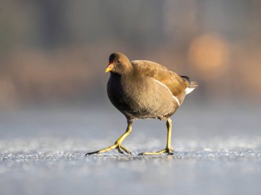 Donmuş bir gölde yürüyen dingin bir bozkır tavuğu güzel doğal bir arka planla doğayla birlikte huzurlu bir yaşam hissi uyandırıyor.