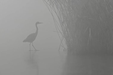 Ruhsal balıkçıl, sisli sularda yüzer, sakin ve huzurlu bir atmosferi çağrıştırır, doğa ve vahşi yaşam meraklıları için mükemmeldir, ve zarif ve görkemli manzaralar gerektiren ticari projeler.