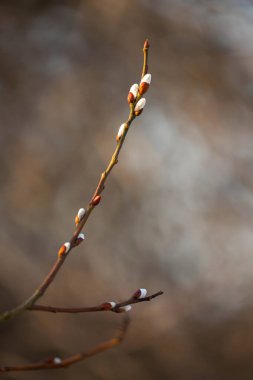 Yumuşak, bulanık arka planda tomurcukları olan narin bir kedi söğüdü dalıdır. Bahar mevsiminde yenilenme ve doğal güzellik hissi uyandırır.