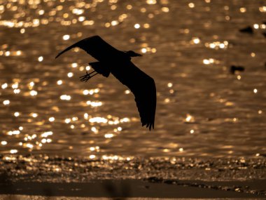 Gün batımında sakin sularda uçan görkemli bir kuşun dinginliğini hissedin. Bu büyüleyici sahne, huzurlu bir ortam gerektiren projeler için mükemmel olan özgürlük ve sükuneti çağrıştırıyor..
