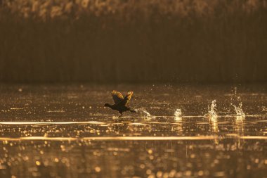 Bir kuşun altın saat boyunca bir su kütlesinden uçup doğal güzellik ve özgürlük anını yakaladığı huzurlu sahne..