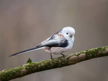 Serene long tailed tit perched on moss covered branch in natural forest habitat, showcasing delicate beauty and peaceful wildlife scene