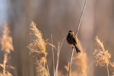 Sazlığa tünemiş küçük bir kuş, sakin doğal sulak bir çevrede, uzun kamışlarla ve yumuşak altın ışıklarla çevrili, huzur ve sükuneti çağrıştırıyor..