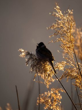 Gün batımında altın kamışların üzerine tünemiş dingin bir kuş, doğal bir ortamda huzur ve sükunet yayıyordu..