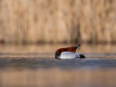 Kızıl saçlı bir ördek sakin sularda süzülür. Huzurlu doğal güzellik ve kahverengi bitki örtüsüyle çevrili. Doğayla bir bağ ve sükunet hissi uyandırır..