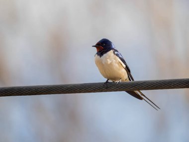 Serene kuş yumuşak, bulanık arka planda elektrik teline tünemiş, barışçıl bir doğal manzara yaratıyor.