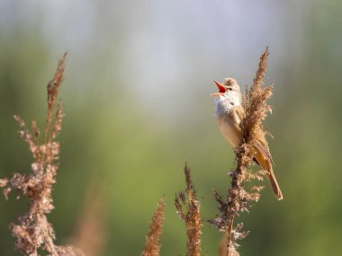 Doğal ortamdaki uzun otların üzerinde öten küçük kuşun huzurlu vahşi yaşam anını yakaladığı huzurlu sahne.