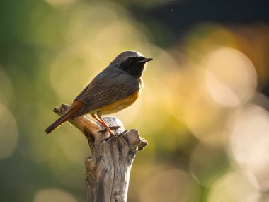 Serene kuş yumuşak doğal güneş ışığı altında tünemiş bulanık yeşil arka planla
