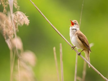 Dala tünemiş küçük bir kuş, doğal yeşil ortamda gagasıyla öterek vahşi hayatı ve doğanın güzelliklerini yakalıyor.