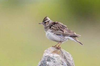 Yumuşak yeşil arka planda kayalara tünemiş küçük bir kuş doğal güzellikleri ve vahşi yaşamı gözler önüne seriyor.