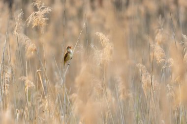 Sazlığa tünemiş, doğal habitatlarda şarkı söyleyen, huzur ve sükuneti çağrıştıran, huzurlu bir manzara.