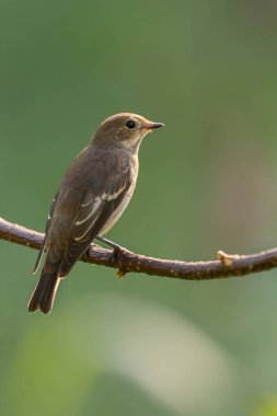 Yumuşak yeşil arka planda ince bir dala tünemiş küçük bir kuş doğal güzellik ve vahşi yaşam sükuneti sergiliyor.