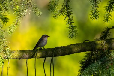 Yumuşak yeşil çam iğneleriyle çevrili yosunlu dala tünemiş küçük bir kuşun bulunduğu sakin orman sahnesi huzurlu doğal atmosferi çağrıştırıyor.