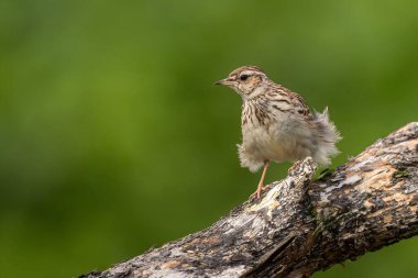 Yumuşak yeşil arkaplan üzerine tünemiş küçük bir kuş tüyü ve doğal yaşam alanını gözler önüne serdi.