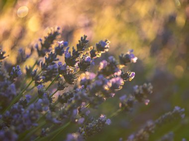 Lavanta çiçekleri, altın saat boyunca güneşli bir tarlada güzel bir şekilde çiçek açarak huzurlu ve huzurlu bir atmosfer yaratırlar.