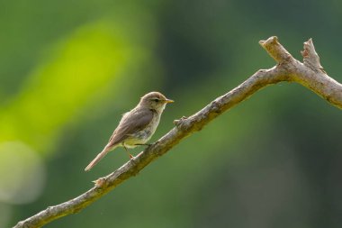 Yumuşak yeşil arka plana tünemiş küçük bir kuş, sakin bir vahşi yaşam sahnesi sergiliyor.