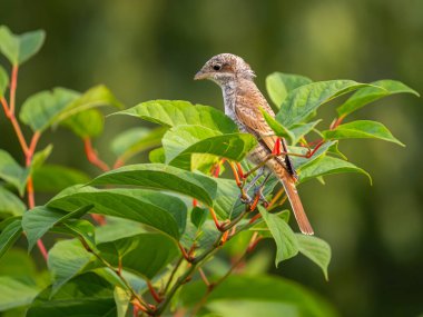 Doğal ortamda yemyeşil yaprakların üzerinde dinlenen dingin kahverengi kuş, vahşi yaşam ve doğa temaları için mükemmel.