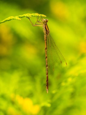 Doğal ortamdaki yeşil yaprağın üzerinde dinlenen, huzurlu bir ortamda narin kanatlar ve canlı renkler sergileyen genç kız sineği.