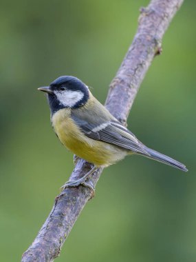 Stunning great tit perched on branch against blurred green background, showcasing vibrant plumage and natural beauty in serene environment