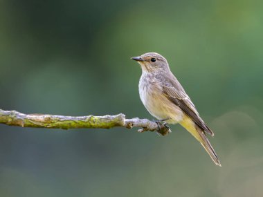 Yumuşak yeşil arka planda yosunlu dala tünemiş küçük bir kuş doğal güzellik ve dinginlik sergiliyor.