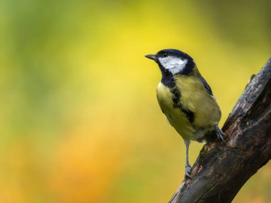 Beyaz yüzlü küçük sarı ve siyah bir kuş, bir ağaç dalına tünemiş, yumuşak, bulanık bir arka plana karşı, huzur ve doğa ile bir bağlantı hissi uyandırıyor.
