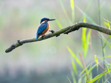 Göz kamaştırıcı bir balıkçı bir dala tünemiş, dingin mavi ve turuncu tüylerini doğal ortamında sergiliyor, sükunet ve doğa ile bir bağlantı hissi uyandırıyor..