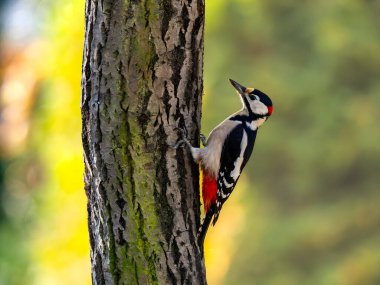 Canlı bir ağaçkakan, yosunlu bir ağaç gövdesine tüneyerek doğal ve vahşi yaşam meraklıları için ideal, sakin bir orman ortamında büyüleyici tüylerini sergiliyor.