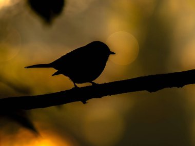 Bir dalın üzerine tünemiş nefes kesici bir kuş silueti canlı altın bir günbatımı arka planına karşı, huzur ve doğa ile bağlantı hissi uyandırıyor.