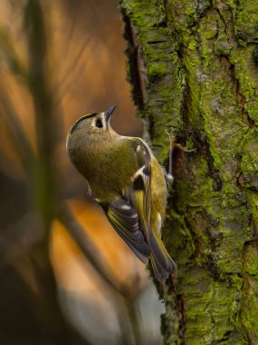 Küçük bir kuş, sakin bir orman ortamında yosunlu bir ağaç gövdesine tırmanıyor ve doğal ortamında bir vahşi yaşam anı yakalıyor..