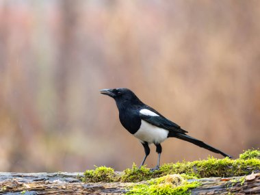 Bu çarpıcı saksağanın yosunlu bir kütüğe tüneyip huzur ve sükunet hissi uyandırdığı doğanın dinginliğini hissedin. Doğal güzellik ve merak gerektiren projeler için ideal..