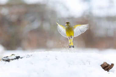 Canlı sarı bir kuş zarif bir şekilde karlı zemine iniyor, kanatları geniş, sakin bir kış anını yakalıyor..