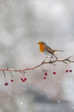 Karlı dala tünemiş kırmızı böğürtlenlerle serin kış sahnesi