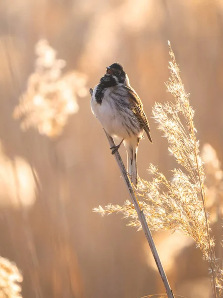 Reed bülbülü güneşin doğuşunda ya da batışında sakin sularda sazlığa tünedi.
