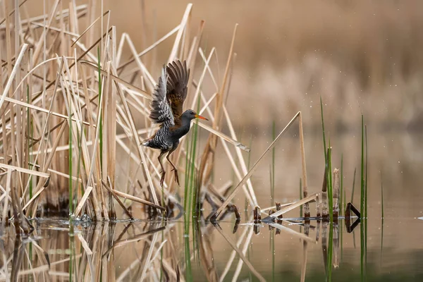 Sulak alan sazlıklarından fışkıran su kuşu durgun suda yansımalar yaratarak dinamik vahşi hayatı yakalıyor.