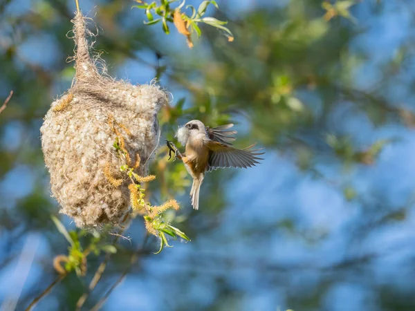 Mavi gökyüzüne karşı doğal malzemelerle ağaçta kuş yuvası inşa edilen huzurlu manzara
