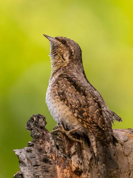Güzel kahverengi ötücü kuş solmuş ağaç kütüğüne tünemiş canlı yeşil arka planda şarkı söyleyerek doğanın sükunetini yakalıyor.