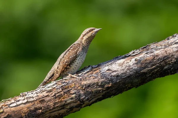 Ağaçkakan, bulanık yeşil arka plana karşı ağaç dalına tünemiş, doğal vahşi yaşam güzelliği sergiliyor.