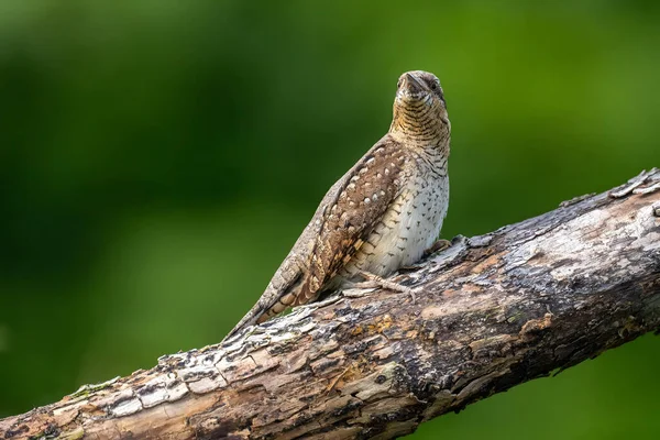 Kahverengi kuş solmuş ağaç dalına tünemiş yumuşak yeşil doğal arka plana karşı doğal yaşam ortamını sergiliyor.