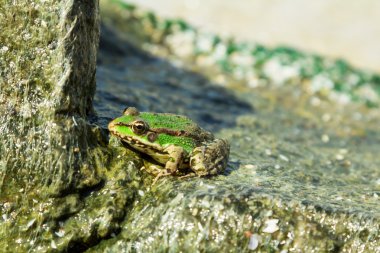 Yeşil deniz kurbağa taş