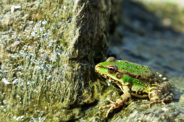 Green sea frog on stone — Stock Photo, Image