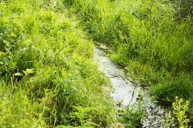 Creek bir arka planda yeşil çimen