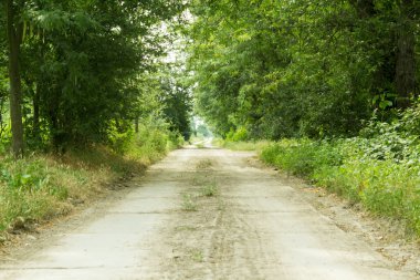 Toprak yol ile ağaçların arasından