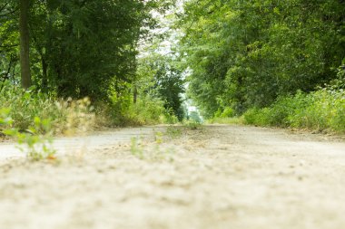 Toprak yol ile ağaçların arasından