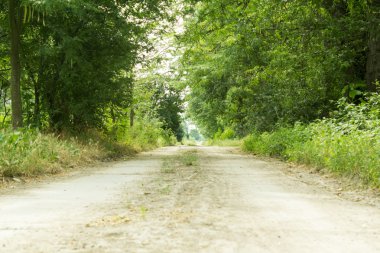 Toprak yol ile ağaçların arasından