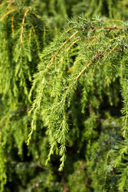 Yeşil ardıç Şubesi