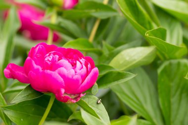 Güzel pembe şakayık çiçeği