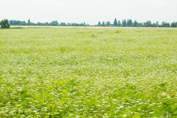 푸른 풀 밭 — 스톡 사진